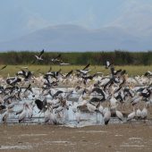  Lake Manyara, TZ